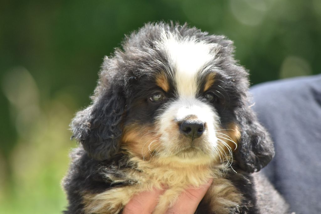 Des Terres D'alicia - Chiots disponibles - Bouvier Bernois