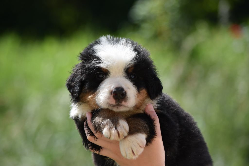 Des Terres D'alicia - Chiots disponibles - Bouvier Bernois