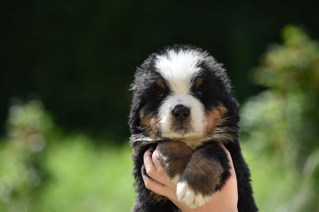 Des Terres D'alicia - Chiots disponibles - Bouvier Bernois