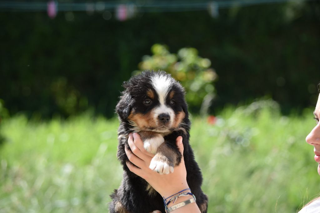Des Terres D'alicia - Chiots disponibles - Bouvier Bernois