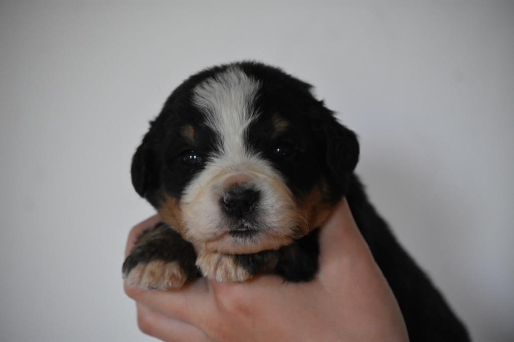 Des Terres D'alicia - Chiots disponibles - Bouvier Bernois