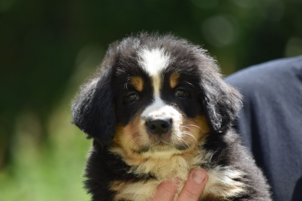 Des Terres D'alicia - Chiots disponibles - Bouvier Bernois