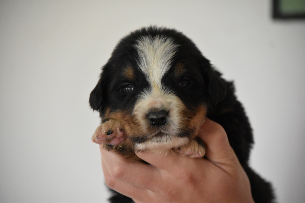 Des Terres D'alicia - Chiots disponibles - Bouvier Bernois