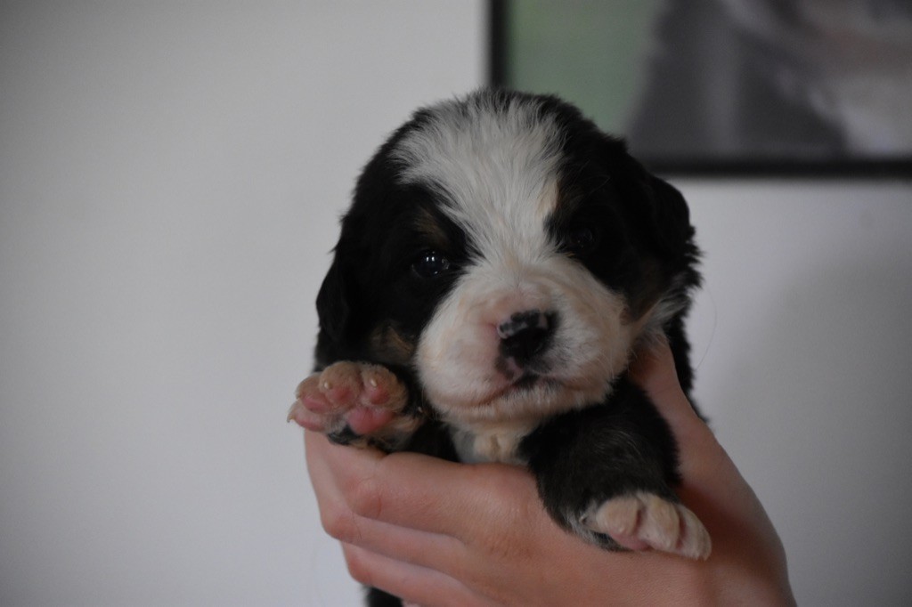 Des Terres D'alicia - Chiots disponibles - Bouvier Bernois