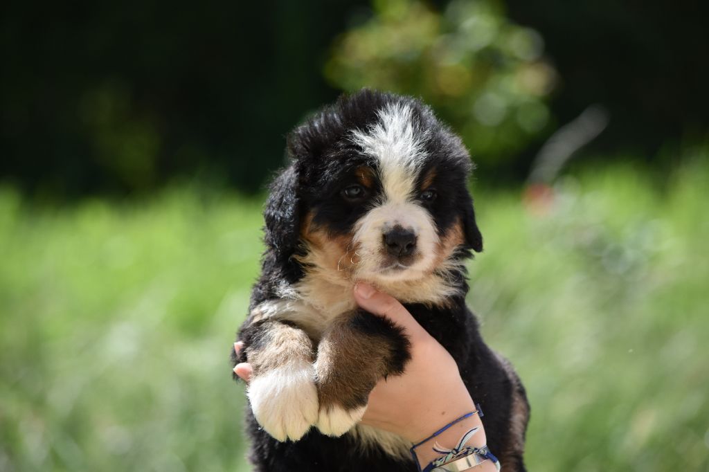 Des Terres D'alicia - Chiots disponibles - Bouvier Bernois