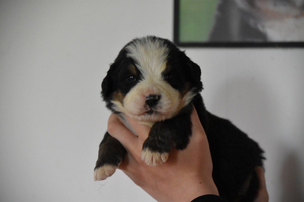 Des Terres D'alicia - Chiots disponibles - Bouvier Bernois