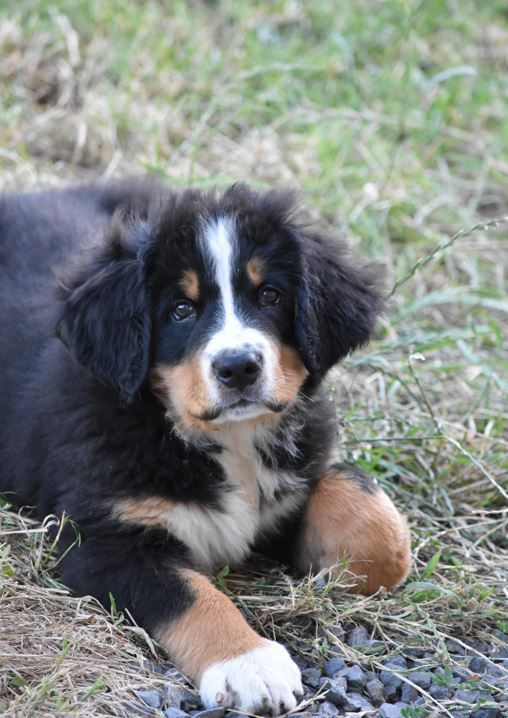 Des Terres D'alicia - Chiots disponibles - Bouvier Bernois
